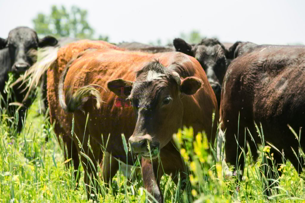 Cows in a field