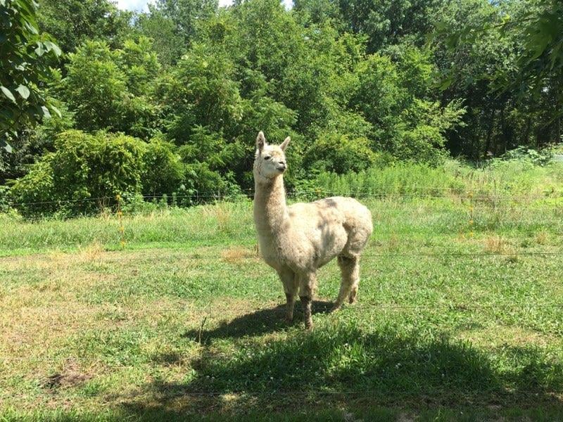 Llama in the field