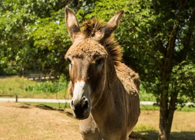 Donkey