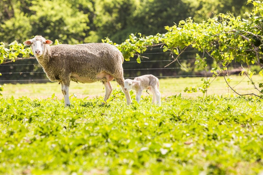 Sheep on the McMurry farm
