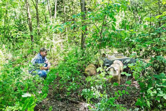 Man in the woods with hogs