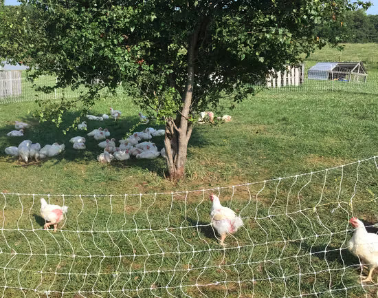 Free-range chickens in a grassy area with a tree and fence.