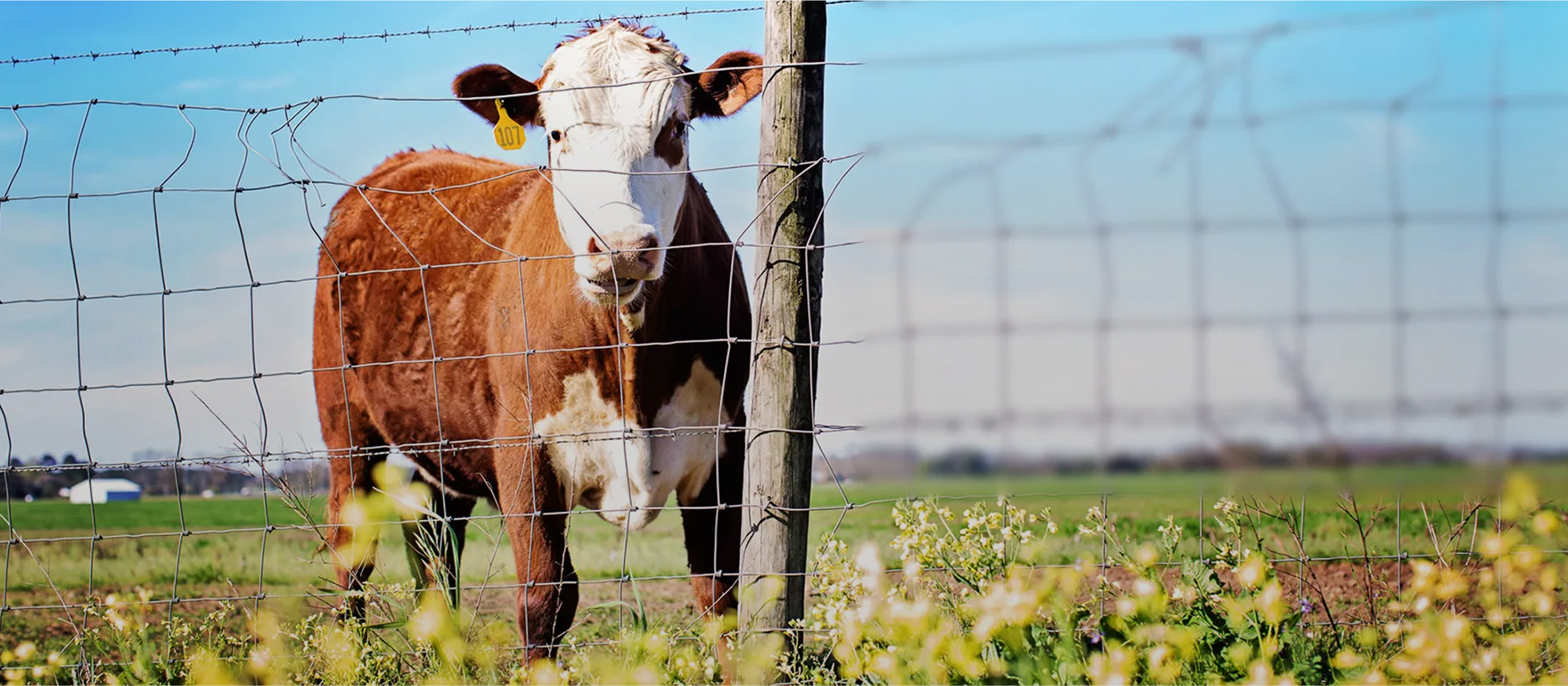 Cow behind a wire fence with a clear blue sky