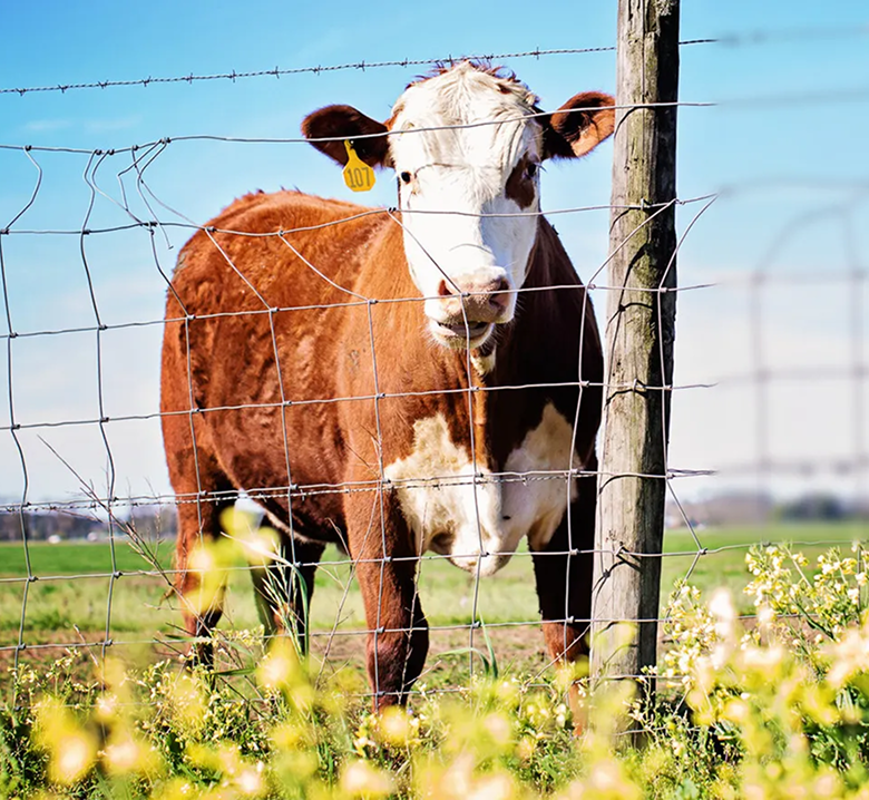 Our land animals are raised outdoors,  on pasture, and our fish swim wild  in the ocean.