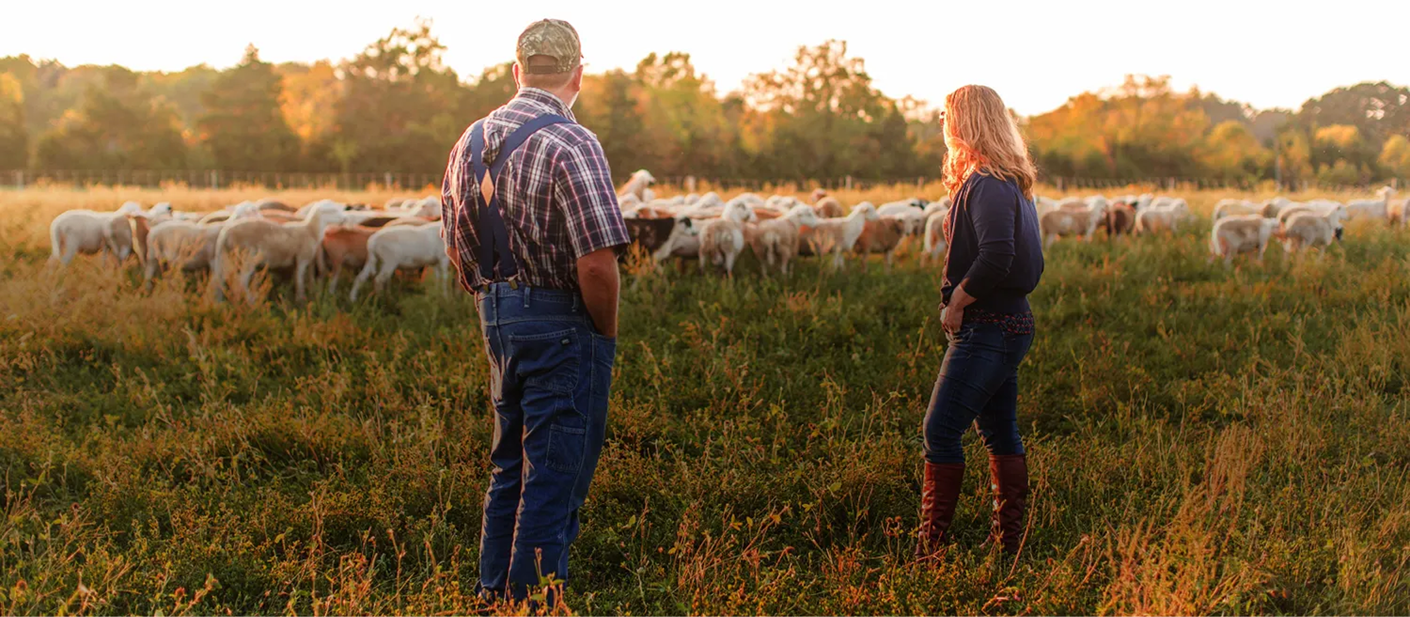 Lucinda and a farmer standing in a field with livestock at sunset.