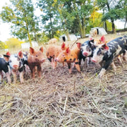 Group of piglets in a natural setting with trees in the background