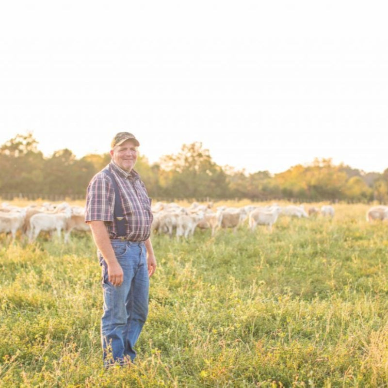 Farmer standing in a field with sheep at sunset