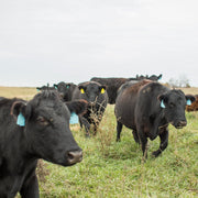 Group of black cows in a field