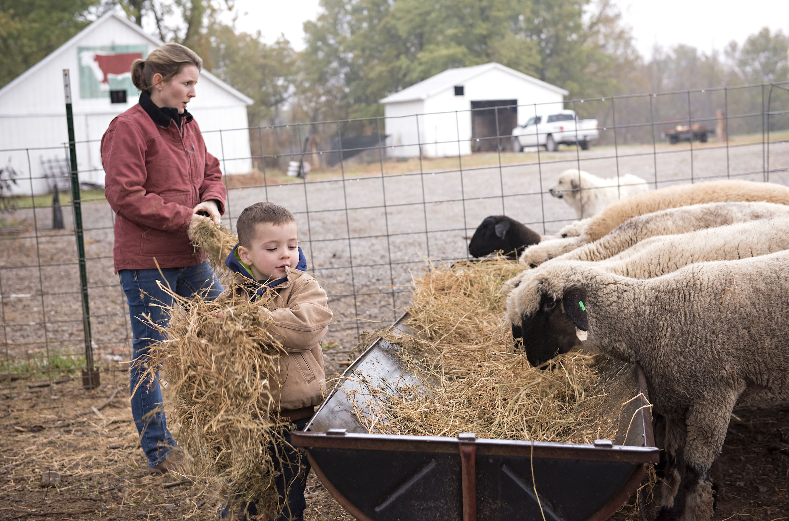 Feeding the sheep