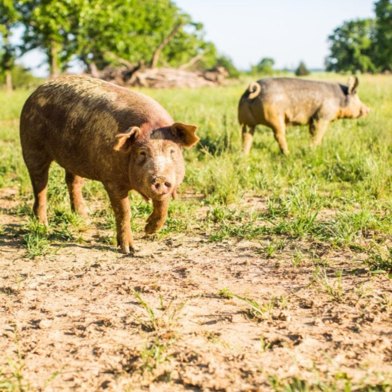 Two pigs walking in a grassy field with trees in the background.